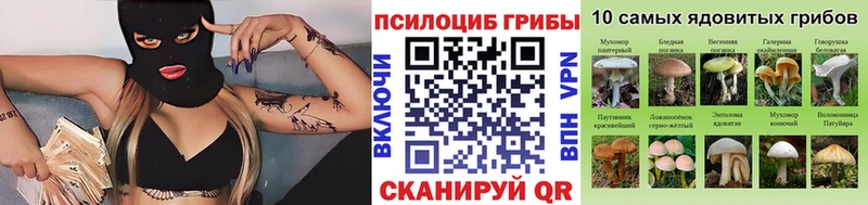 Псилоцибиновые грибы Cubensis  как найти   Суздаль 